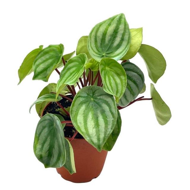 BubbleBlooms Watermelon Peperomia argyreia Water Melon Pep in a 4 inch Pot