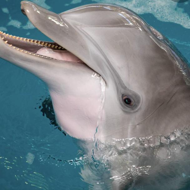 Dolphin Encounter!!!!!