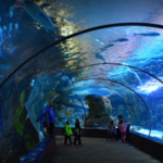 Omaha's Henry Doorly Zoo and Aquarium