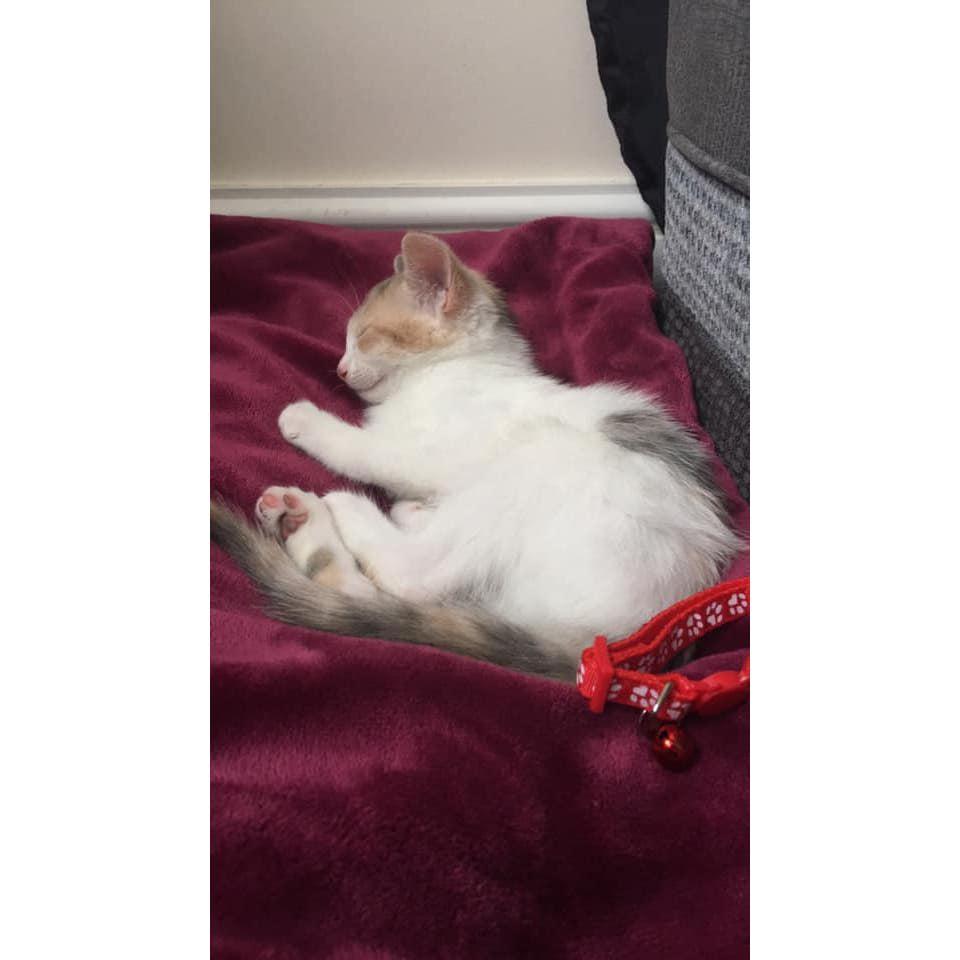 Sleepy Luna.