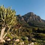 Kirstenbosch National Botanical Garden
