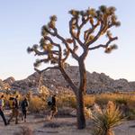 Joshua Tree National Park