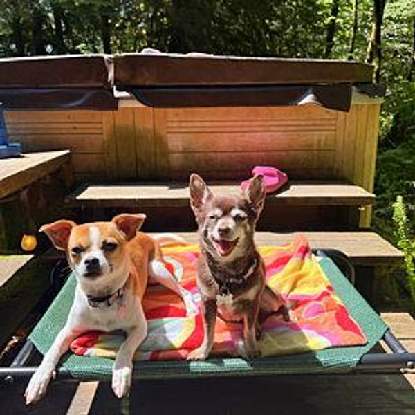 Pet Hotel For Our Honeymoon
