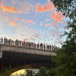 Congress Avenue Bridge Bats