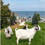 Al Johnson’s Swedish Restaurant & Butik