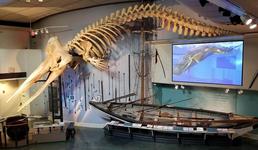 Whaling Museum