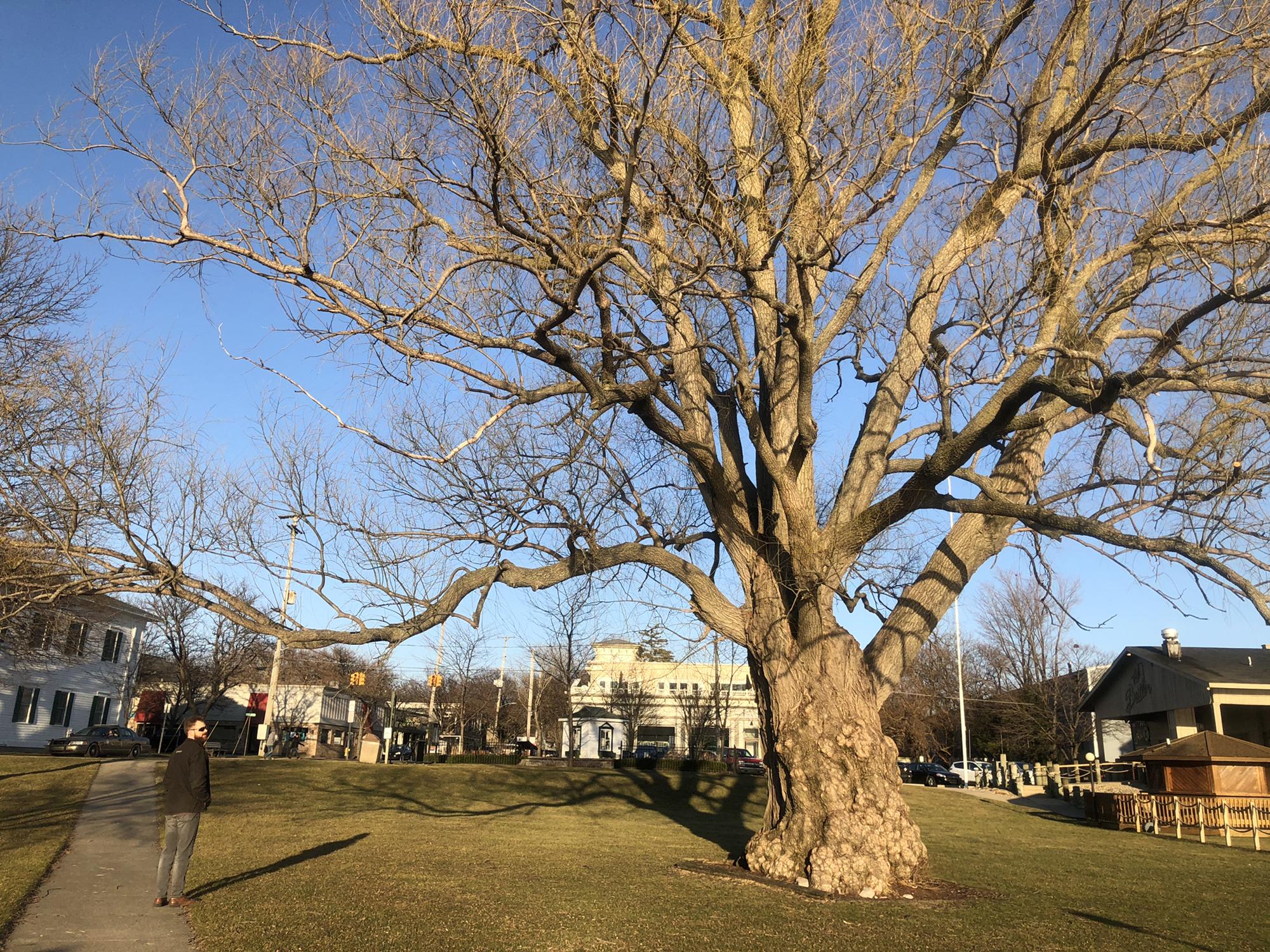 Ian can never resist looking at a cool tree. This one dwarfed him quite a bit.