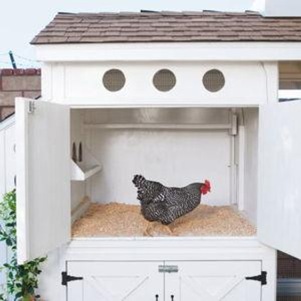 Chicken Coop