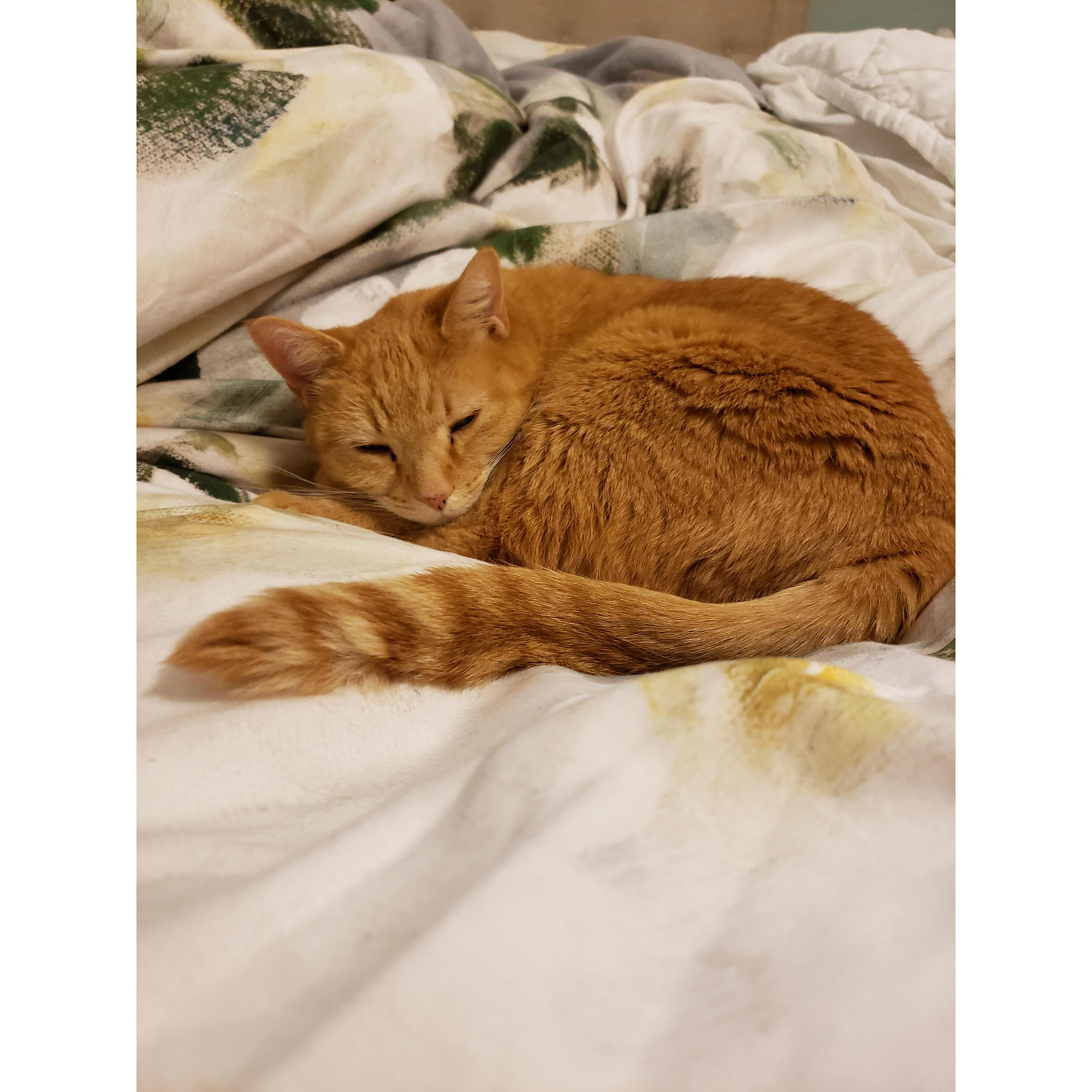 This is Mousey!