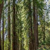 Muir Woods National Park