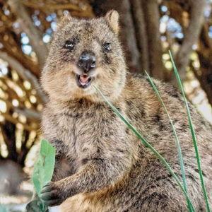 Rottnest Island Full Day Experience