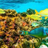Snorkeling/Scuba Diving