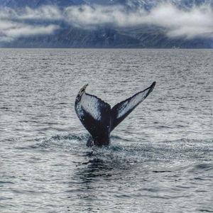 Whale watching tour