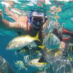 Snorkel Express