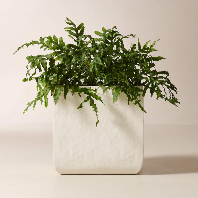 Leyla Ivory Faux Plaster Indoor/Outdoor XL Planter 23.5"H