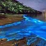 Bahía Bioluminiscente