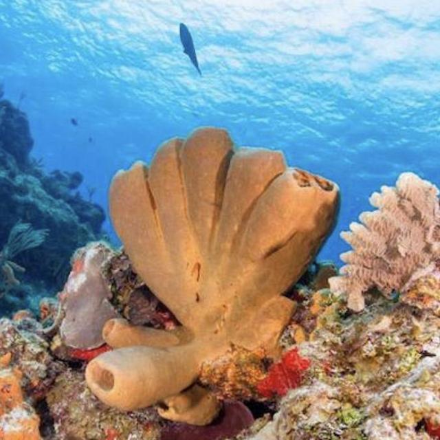 Honeymoon Scuba Diving
