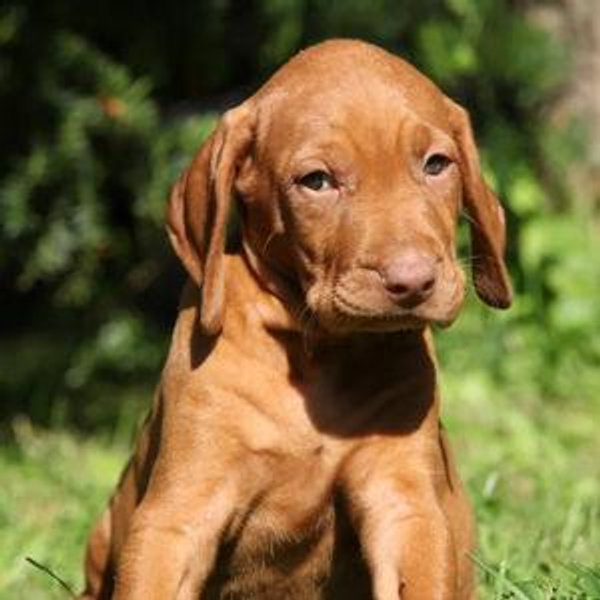 Puppy Fund