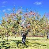 Cayford Orchards