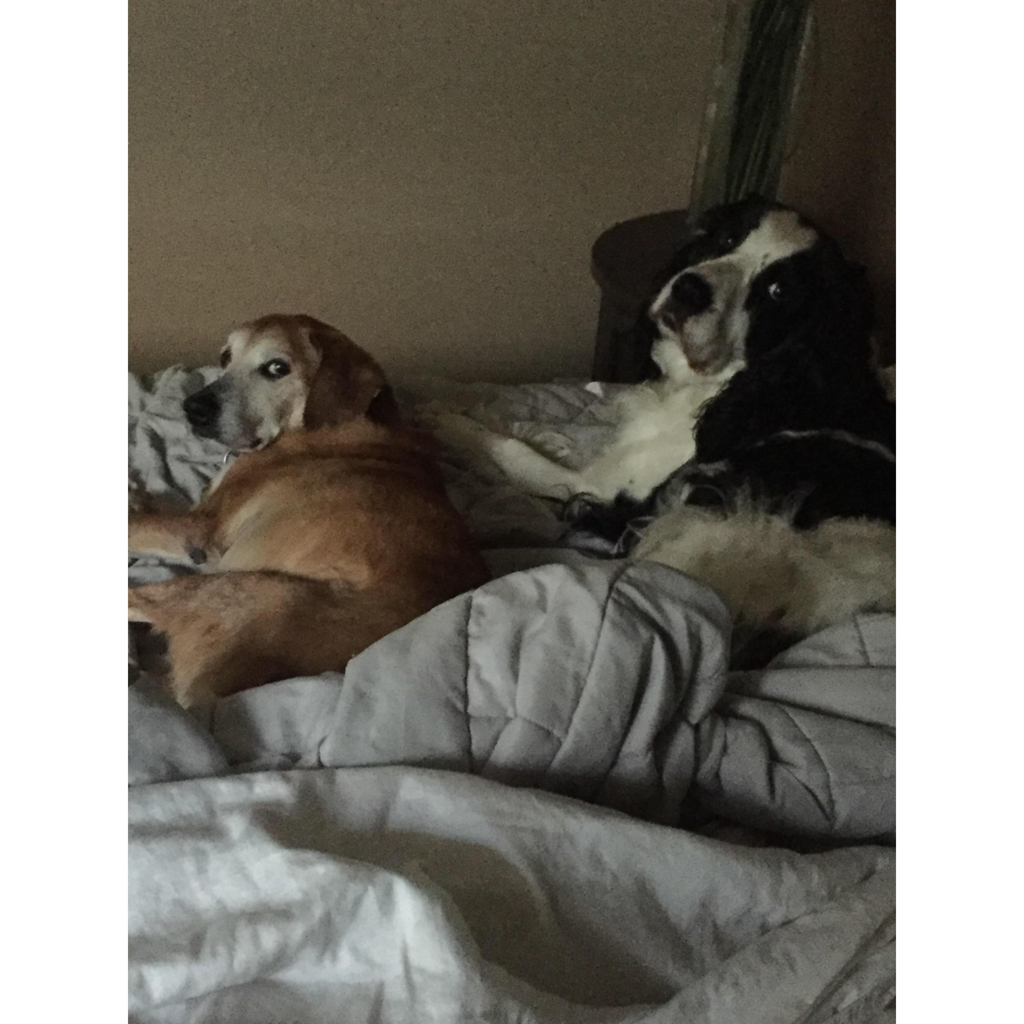 Our babies enjoying a sleepover