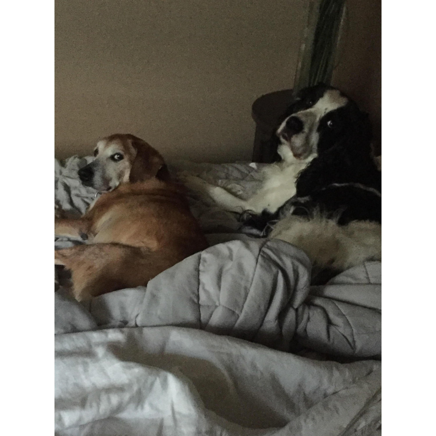 Our babies enjoying a sleepover