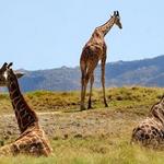 The Living Desert Zoo and Gardens