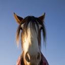 Covell’s Clydesdales