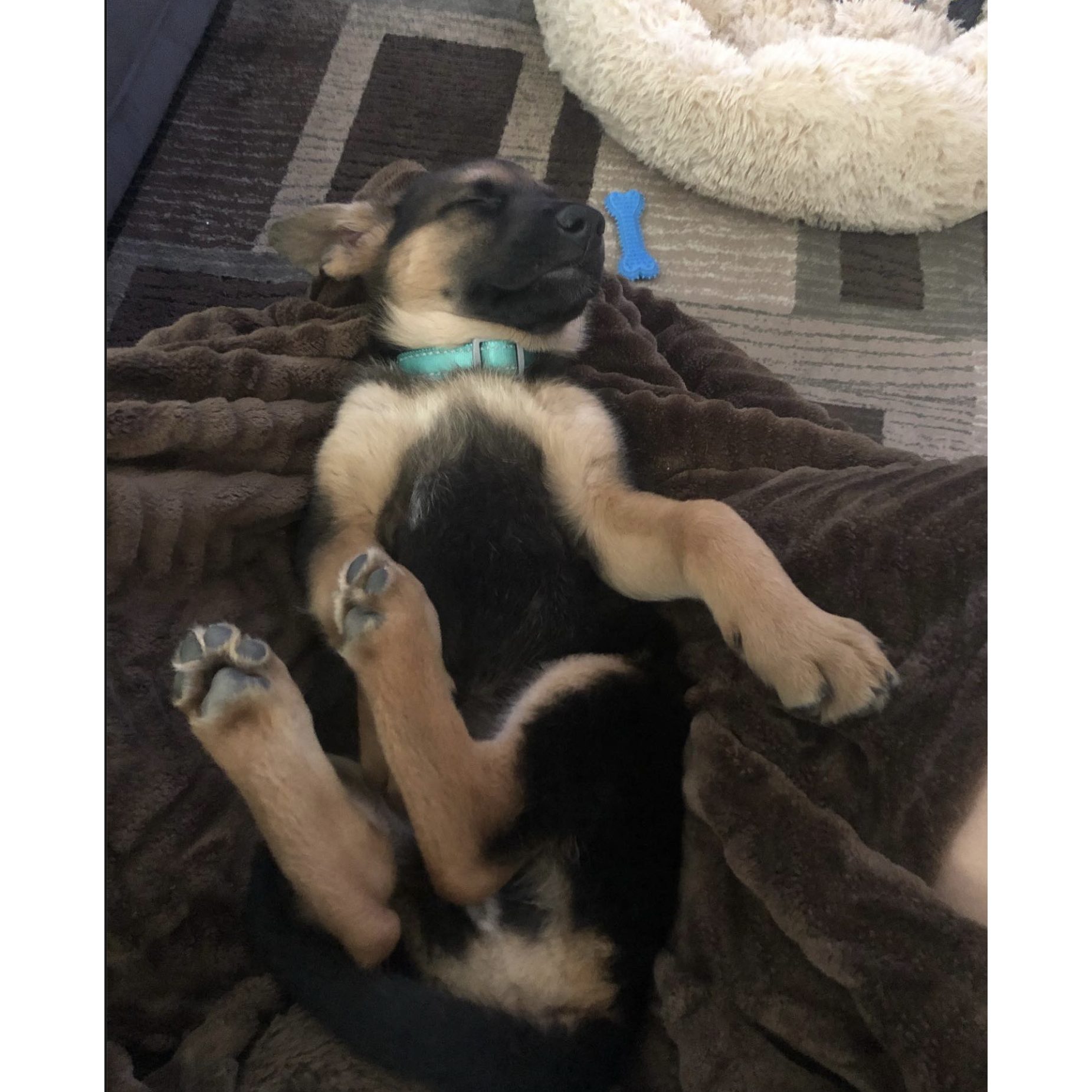 Aug '20 We added Saura to our family