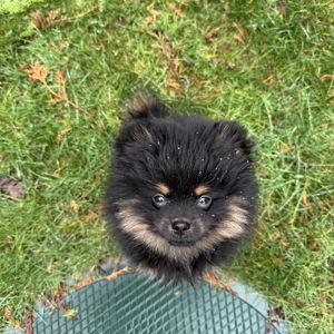 Benjiʻs inevitable record setting vet bills (Bop, Bear, Littlest Bear, Bindi, BeJhameen, BenJAHmeen, Mr. Jhameen, Prince Jhameen Fabulous He Aliabaaabwaaaaa)