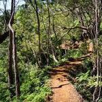 ʻAiea Loop Trail