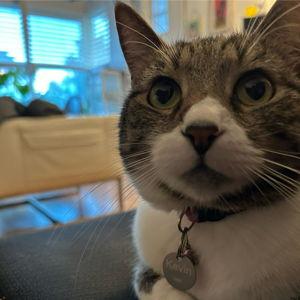 Treats for Kevin
