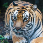 Houston Zoo