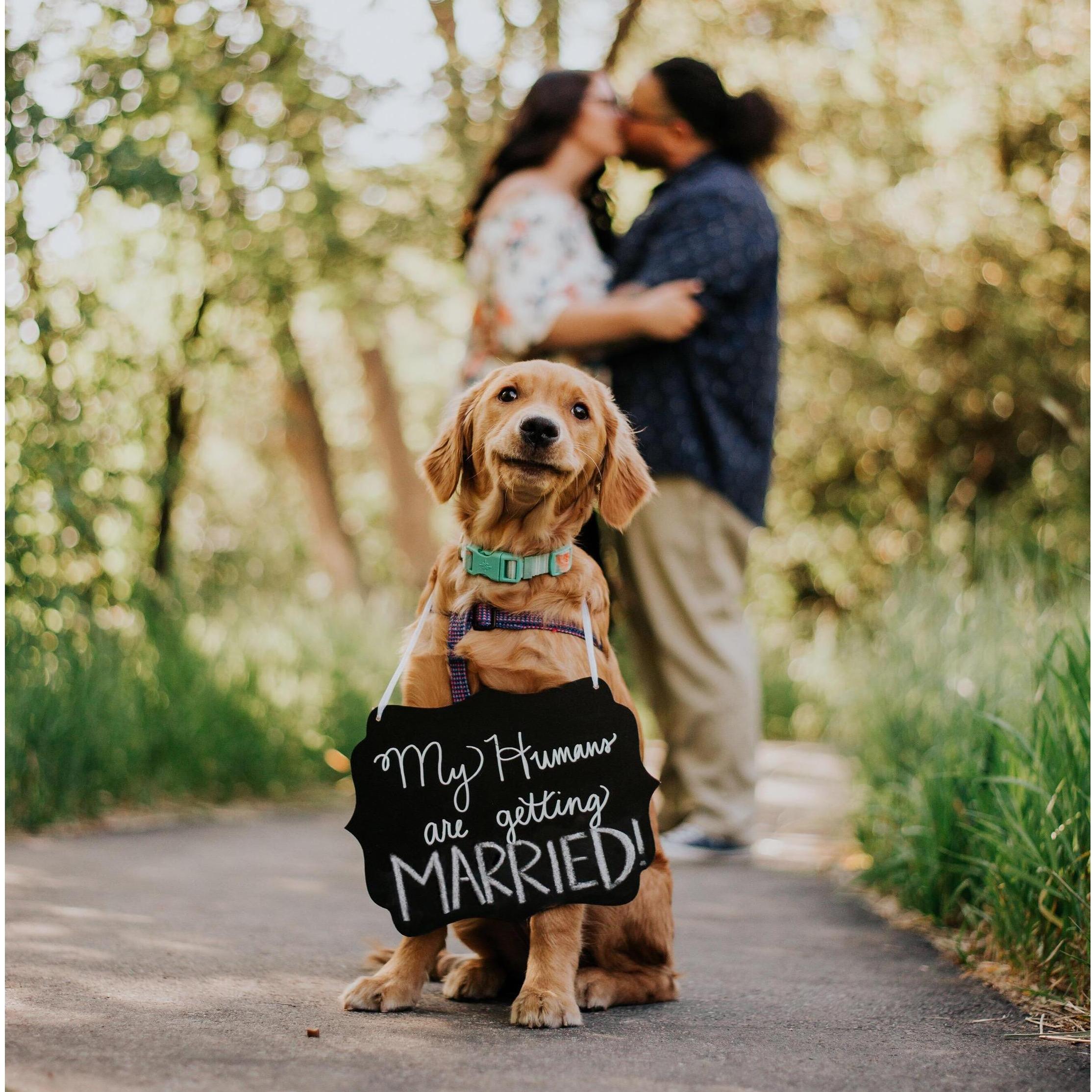 Engagements 2019! Rosie is the sweetest & best dog ever. We truly lucked out with her! 🐾