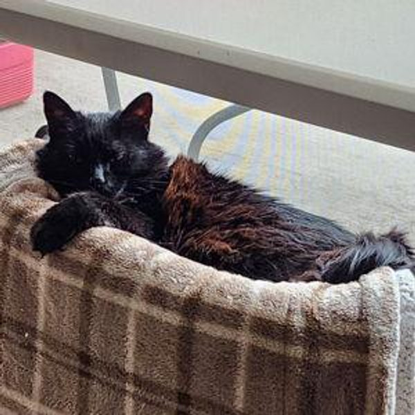 Shiva's Spoiled Cat Fund