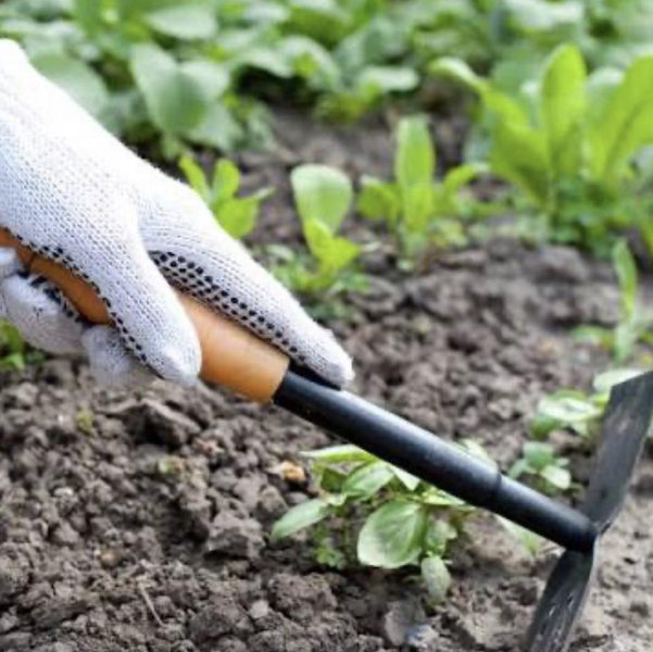 Alex’s Garden Fund