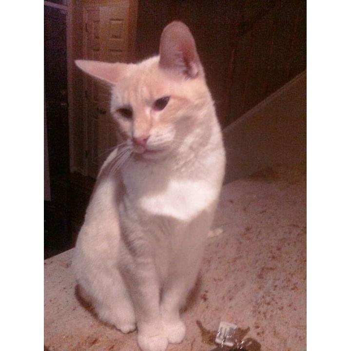 Bozer. RIP bestest kitty ever!!