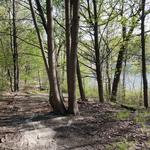 Asylum Lake Preserve