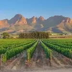 Stellenbosch