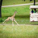 Fossil Rim Wildlife Center