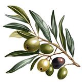 Saca's Mediterranean Cuisine