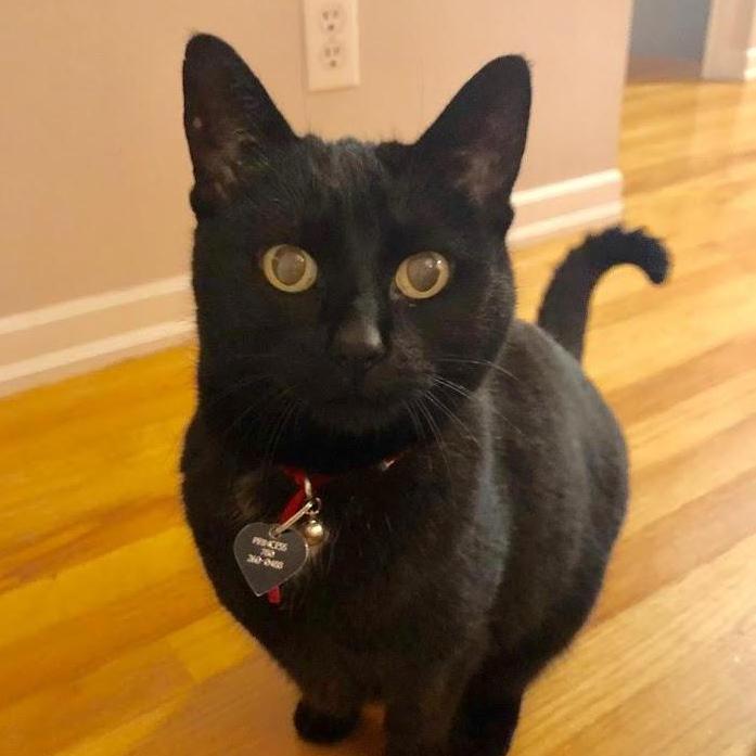 Princess - The littlest spoon in our family cuddle puddle
Allergies can't even get in the way of this love!
If you ever have the chance to meet Princess, she will be your favourite kitty too!