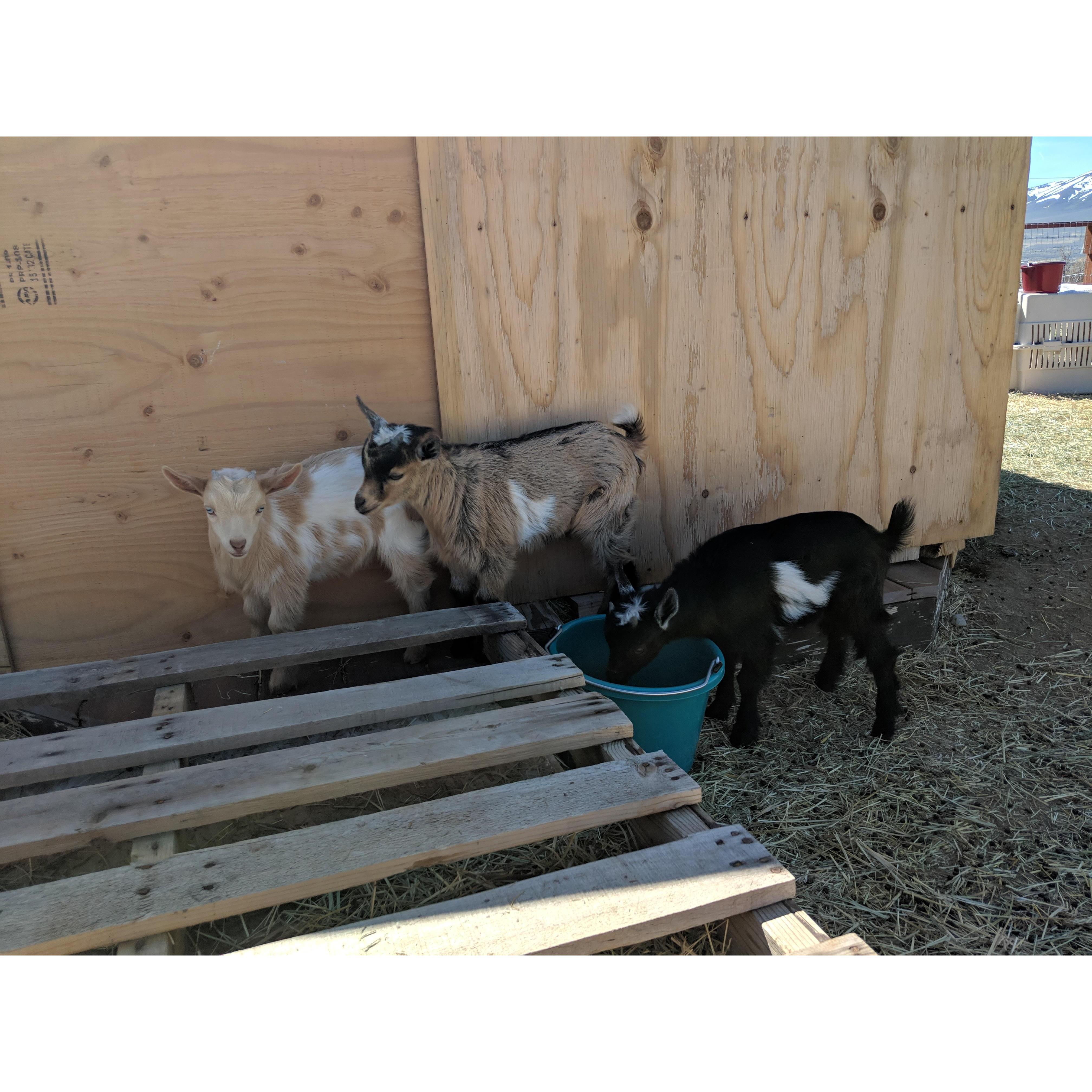 The youngest 3 kids.. Washoe, Carson, and Galena (from left to right).