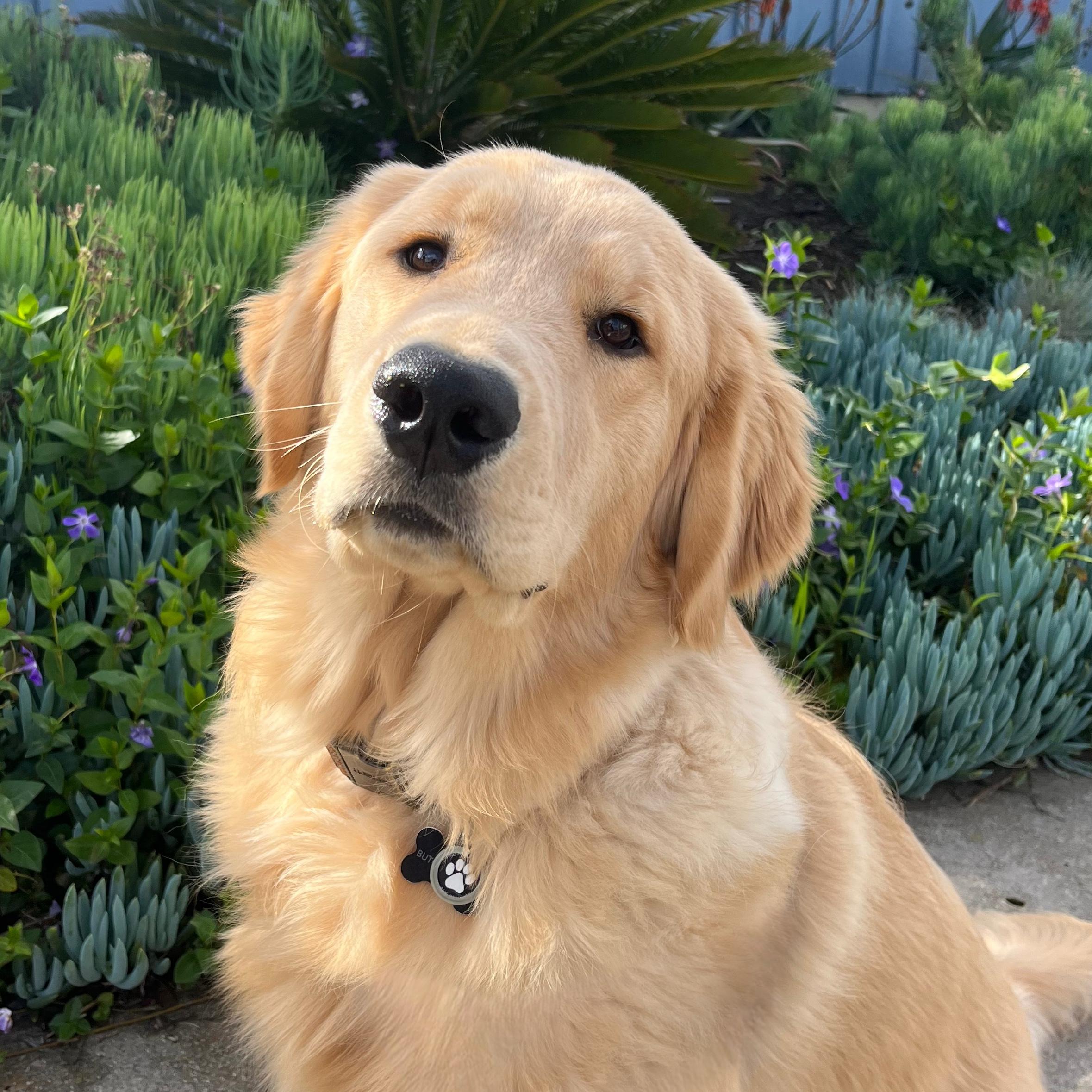 Butch wants a brother (canine)
