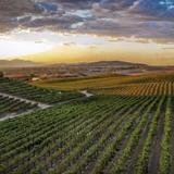 Wine Tours