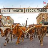 Explore the Stockyards!