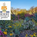 Desert Botanical Garden