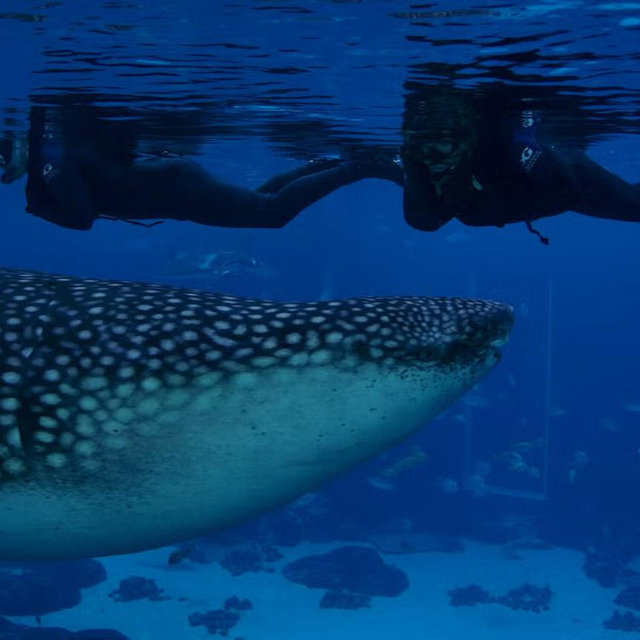 Swim With Whale Sharks