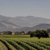 Foxen Canyon Wine Trail