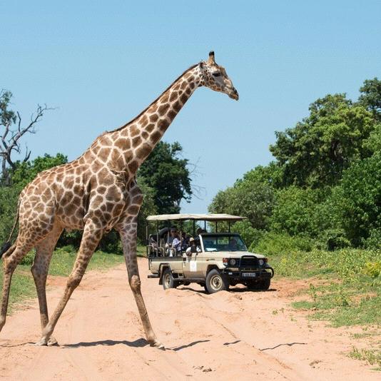 Safari Game Drive