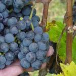 Deep Creek Cellars